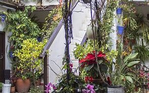 Fiesta de los Patios de Córdoba en Navidad