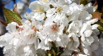 Fiesta Primavera y Cerezo en Flor del Valle del Jerte