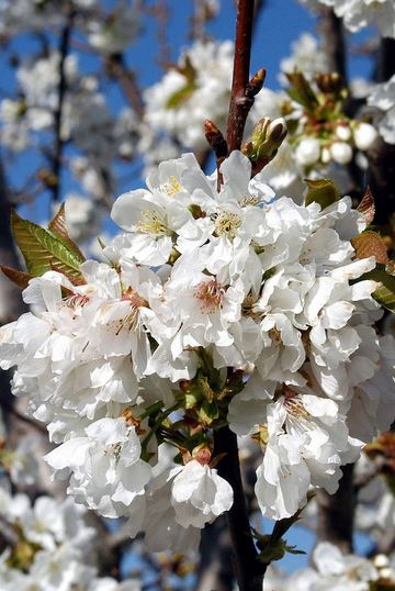 Fiesta Primavera y Cerezo en Flor del Valle del Jerte