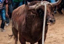 Fiestas del Toro Enmaromado de Benavente