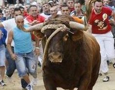 Fiestas del Toro Enmaromado de Benavente 2020