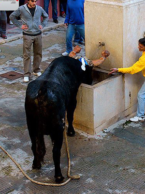 Rueda – Festejos Taurinos