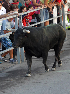 Madrigal de las Altas Torres – Festejos Taurinos