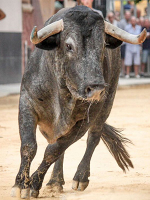 Cáceres – Festejos Taurinos